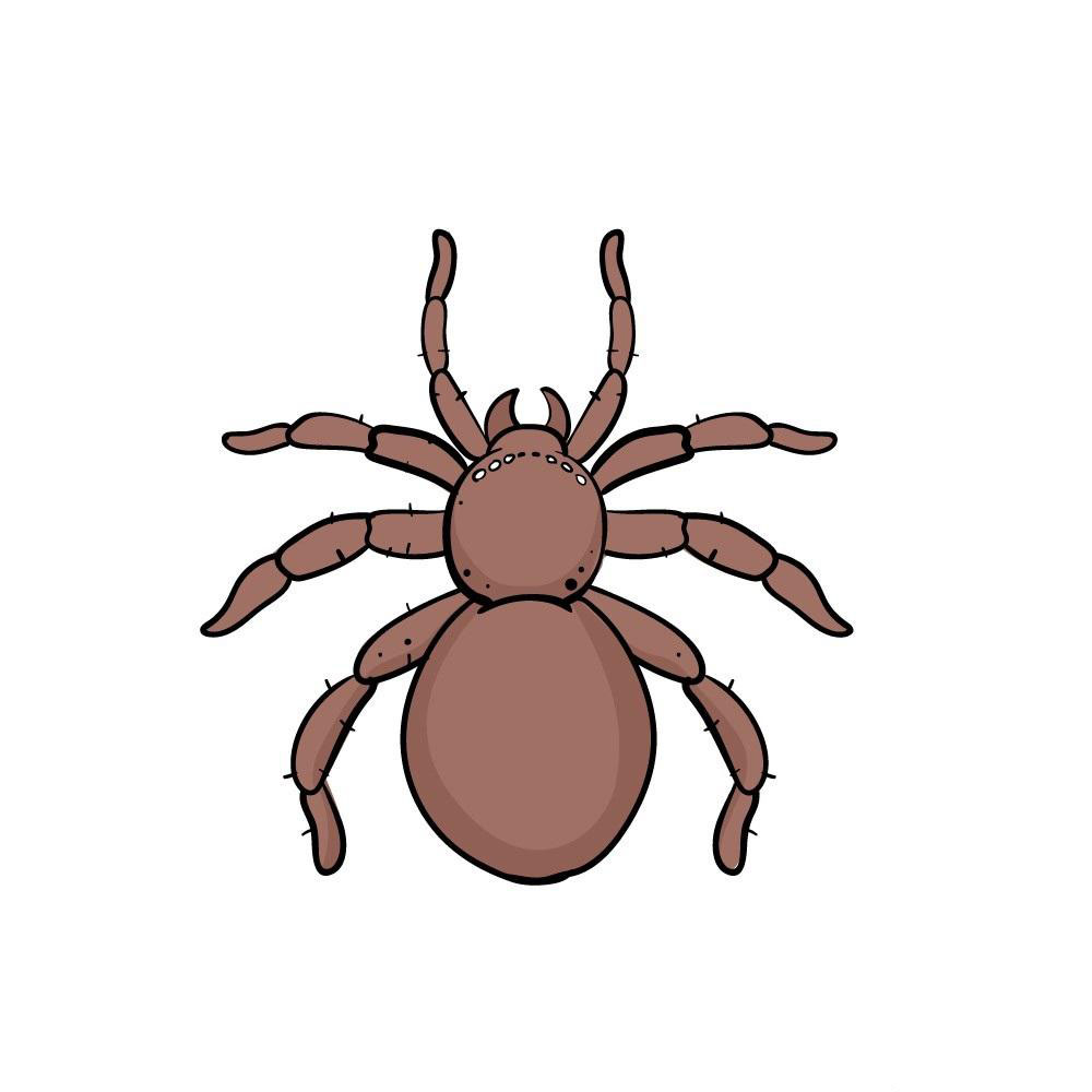 dibujos de Araña