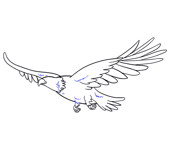 Dibujos de Águila - Cómo dibujar Águila paso a paso