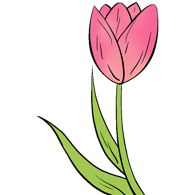Dibujos de Tulipan - Cómo dibujar Tulipan paso a paso