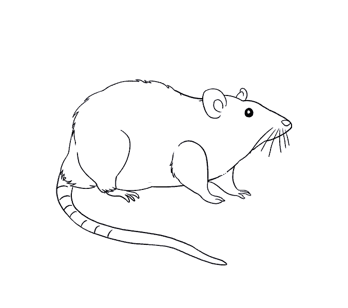 Dibujos de Raton - Cómo dibujar Raton paso a paso