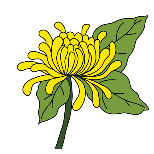 dibujos de Crisantemo