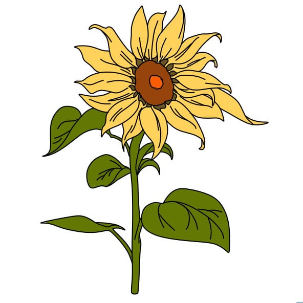 dibujos de dibujo-girasol-paso6-5