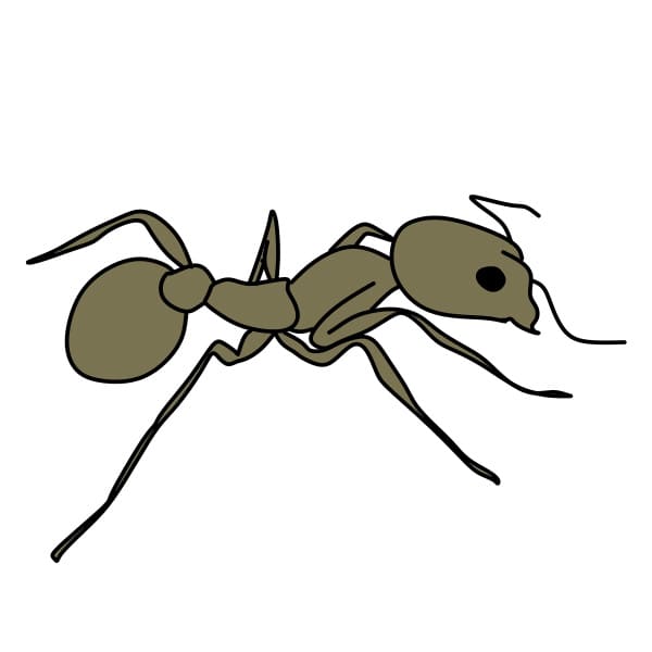 dibujos de Dibujar-una-hormiga-Paso7-1