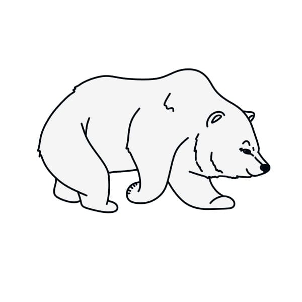 dibujos de dibujo-oso-polar-paso9