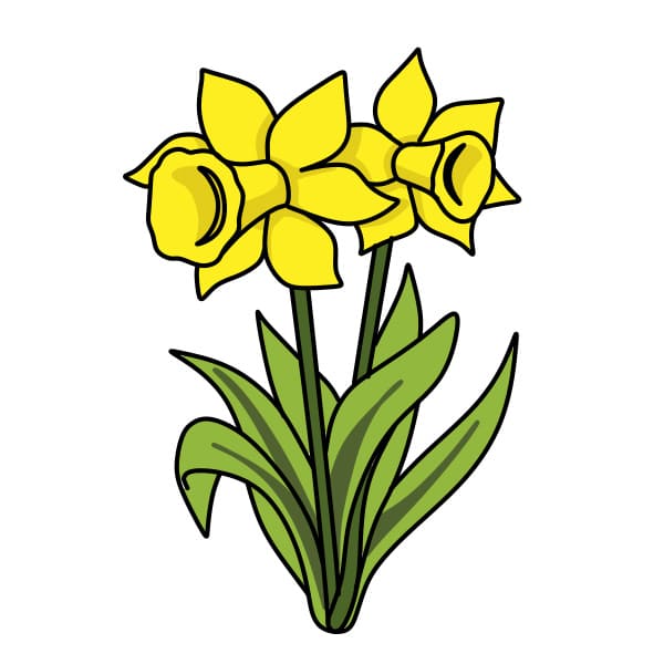 dibujos de Narcisos