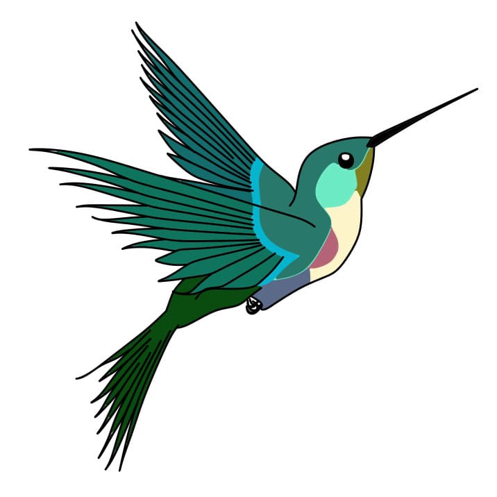 dibujos de Como-dibujar-un-colibri-Paso-8